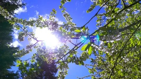 4K Slow Motion Sun Lens Flare Tree Branch, Nature Blossom Cherry Tree Spring Stock Footage 77164736