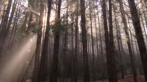 4K slow motion of sun rays emerging through the branches in Tenerife, Spain Stock Footage 197392264