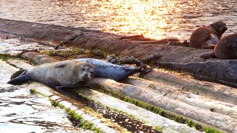 4K Slow Motion Sunset, Group of Harbor Seals, Nature Wildlife on Logs at Dusk Stock Footage 78887970