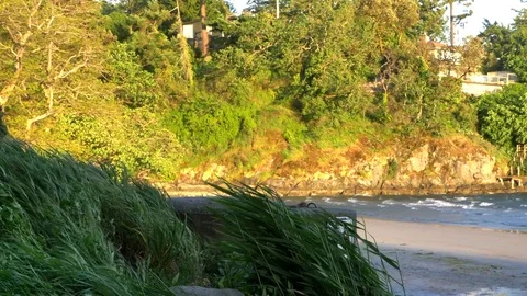 4K Slow Motion Tall Beach Grass Wind Storm, Sunset Coast Beach Landscape Stock Footage 77072668