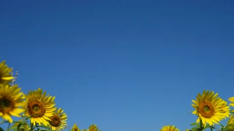 4K slow-motion tilt-down video of a sunflower field. Stock Footage 172085121