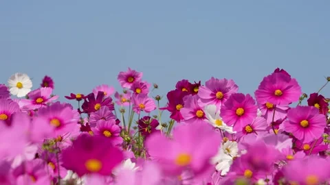 4K slow-motion tilt-down video of autumn sky and cosmos field. Stock Footage 243682469