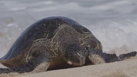4K: Slow Motion Turtle Coming on Beach/Waves Breaking Stock Footage 72966987