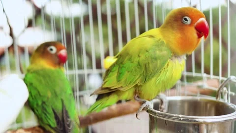 4K slow motion of two cute Fischer's lovebirds sitting inside a wire pet cage Stock Footage 344555349