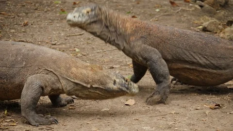 4K SLOW MOTION Of Two Large Komodo Dragons Engaging A Fight With One Stock Footage 99145962
