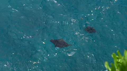 4K slow motion of two reef manta rays swimming through plastic pollution 스톡 동영상 337086960
