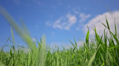 4K slow motion of vibrant grass dancing in wind with sky background. Stock Footage 315703861