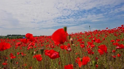 4K slow motion of vibrant red poppies with a serene blue sky and fluffy white Stock Footage 295947355