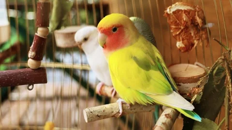 4K slow motion of a vibrant rosy-faced lovebird perched inside a cozy cage. Stock Footage 344415760