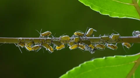 4K slow motion video of aphids swarming on branches. Stock Footage 234360635