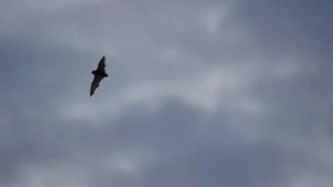 4K slow motion video of a bat flying at sunset Stock Footage 166201180
