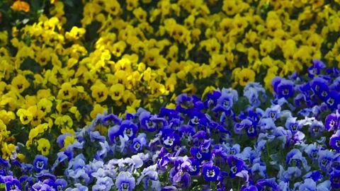 4K slow motion video of beautiful wild pansies. Stock Footage 332592604