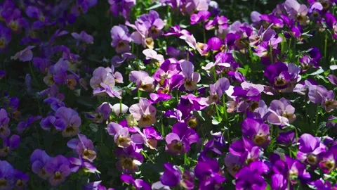 4K slow motion video of beautiful wild pansies. Stock Footage 332592623