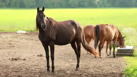 4K Slow motion video of a beautiful dark brown stallion horse standing in a f 스톡 동영상 340798532