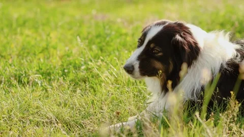 4K Slow motion video of a beautiful Border Collie or Aussie dog lying down in Vídeos de archivo 340798662