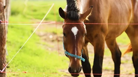 4K Slow motion video of a beautiful brown horse with a white mark wearing a b Stock Footage 340798729