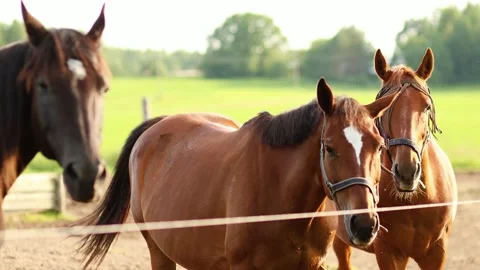 4K Slow motion video of beautiful thoroughbred horses standing together behin Vídeos de archivo 340798788