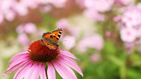 4K Slow motion video of a beautiful tortoiseshell butterfly sitting on a pink Vidéo 341682481