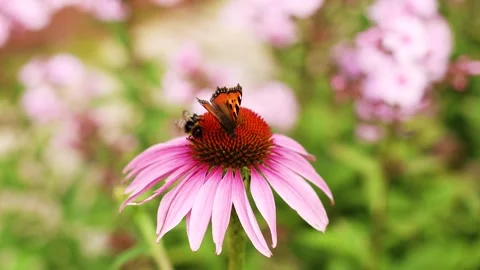 4K Slow motion video of a beautiful tortoiseshell butterfly and a fluffy bumb Stock Footage 341682494