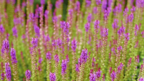 4K Slow motion video of beautiful purple salvia flowers. Close up shot of vib 库存影片 341958416