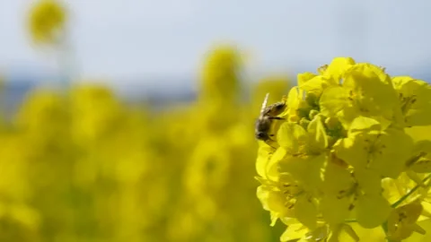 4K slow motion video of bees flying over canola blossoms. Stock Footage 295574404