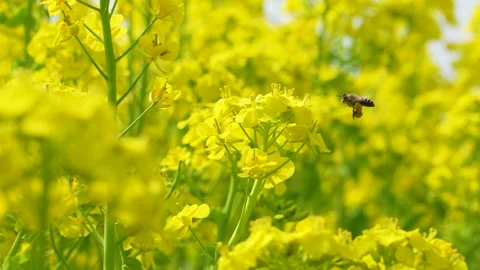 4K slow motion video of bees flying over canola blossoms. Stock Footage 325766438