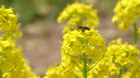 4K slow motion video of bees flying over canola blossoms. Stock Footage 325766588
