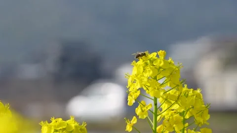 4K slow motion video of bees flying over canola blossoms. 스톡 동영상 325822810