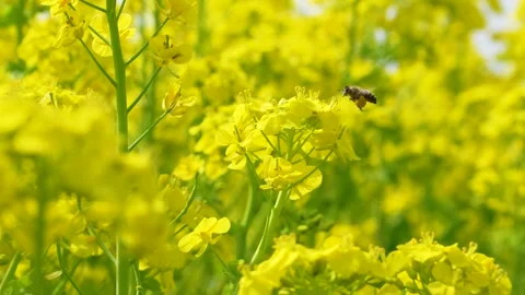 4K slow motion video of bees flying over canola blossoms. Stock Footage 325823804