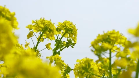 4K slow motion video of bees flying over canola blossoms. 스톡 동영상 327763707