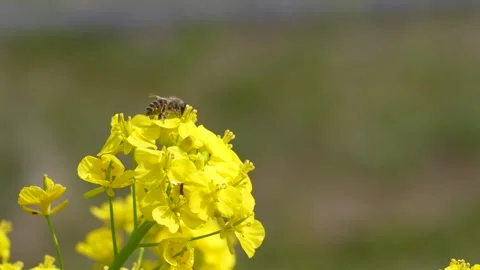 4K slow motion video of bees flying over canola blossoms. Stock-Footage 327763878