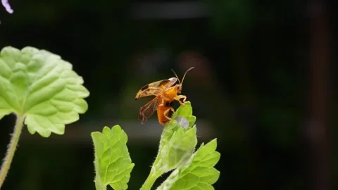 4K slow motion video of a "Beet tortoise beetle" taking off. Stock-Footage 240978553