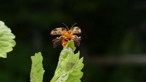 4K slow motion video of a "Beet tortoise beetle" taking off. Stock-Footage 264436714