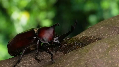 4K slow motion video of beetles licking sap. Stock Footage 192747121
