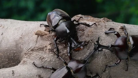 4K slow motion video of beetles licking sap. Stock Footage 238790511