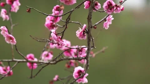 4K slow-motion video of blooming wintersweet and plum blossoms in spring Video stock 334600152
