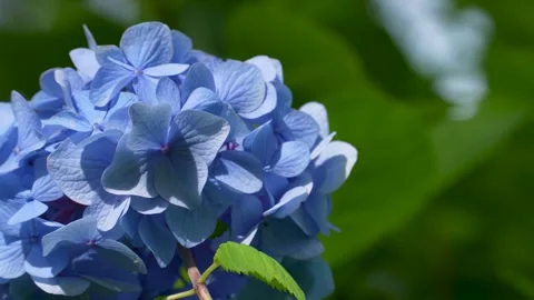 4K slow motion video of blue hydrangea. Video stock 304490697