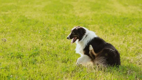 4K Slow motion video of a Border Collie or Aussie dog scratching its neck wit 스톡 동영상 341387713