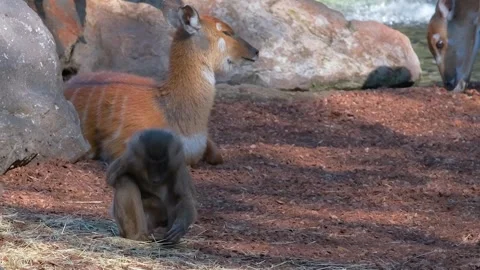 4K slow-motion video, a Chacma baboon at the zoo is calmly seated. Video stock 254022010