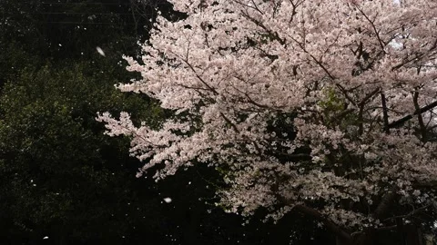 4K slow motion video of cherry blossoms dancing in the soft breeze. Stock Footage 161732289