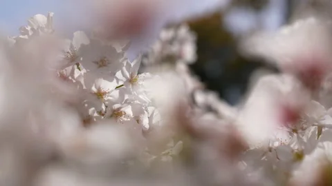 This is a 4K slow motion video of a cherry blossom branch in full bloom. Video stock 162704049