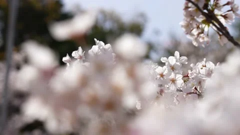 This is a 4K slow motion video of a cherry blossom branch in full bloom. Stock Footage 164887035