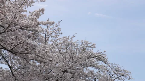 This is a 4K slow motion video of a cherry blossom branch in full bloom. Stock Footage 165785589