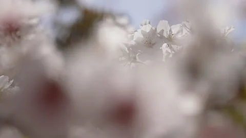This is a 4K slow motion video of a cherry blossom branch in full bloom. Stock Footage 166249063