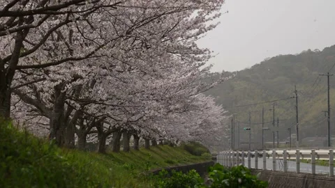 4K slow motion video of cherry blossoms dancing in the soft breeze. Stock Footage 168309720