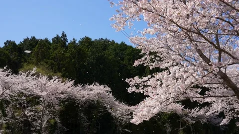 4K slow motion video of cherry blossoms are falling. Stock Footage 217412151