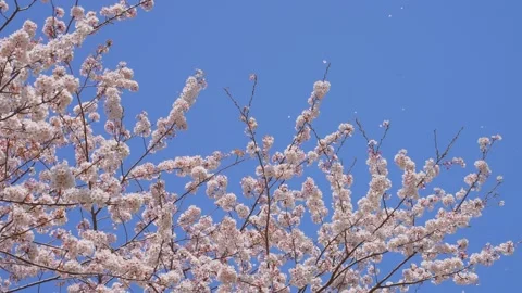 4K slow motion video of a cherry blossom snowstorm falling Stock Footage 229831784