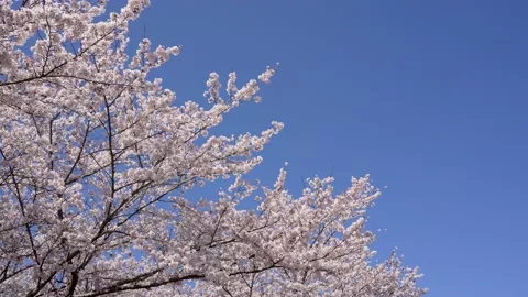 4K slow motion video of cherry blossoms in full bloom Stock Footage 229921122