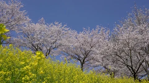 4K slow motion video of cherry blossoms and rape blossoms in full bloom. Stock Footage 230751379