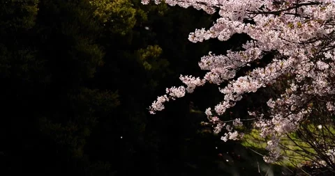 4K slow motion video of cherry blossoms falling against a dark background. Stock Footage 231200167